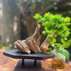CÂY TRẦM HƯƠNG
